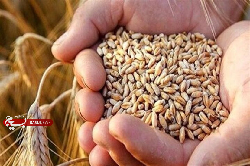 قیمت خرید تضمینی گندم تا اول مهر اعلام شود