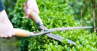 برگزاری کارگاه باغبانی برای بسیجیان در چالدران