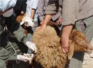 مایه&zwnj;کوبی 560 هزار دام سبک و سنگین در اسدآباد