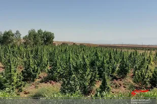 کشف 5 تُن بوته ماری جوانا توسط تیم ویژه ضابطین معاونت عملیات سپاه استان قم