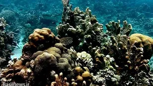 آبسنگ&zwnj;های مرجانی در خلیج فارس حال و روز خوبی ندارند