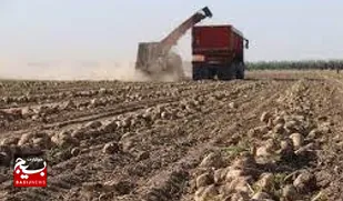 خیز خوزستان برای توسعه کشت چغندرقند