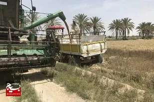 خرید گندم در سیستان و بلوچستان از مرز ۲۱ هزار تن گذشت