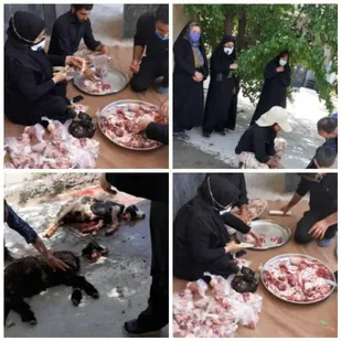 برگزاری نذر مهربانی در منطقه عشایری مشایخ و چغاخور