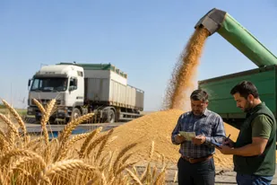 مطالبات گندمکاران آذربایجان شرقی ۱۰۰درصد نقدی پرداخت می شود