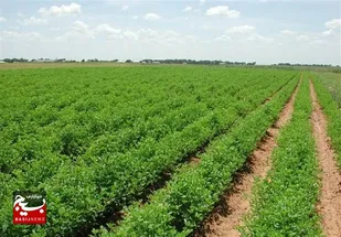آبیاری بیش از ۱۲۸ هزار هکتار زمین کشاورزی به شیوه نوین