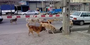 حمله سگ&zwnj;های ولگرد به یک شهروند در مریوان