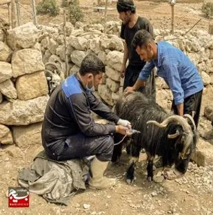ایمن سازی بیش از ۱۲ هزار راس دام سبک در باغملک