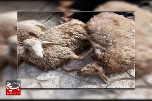 ۱۶۰ بسته گوشت گوسفندی بین خانواده&zwnj;های نیازمند در سرخه توزیع شد
