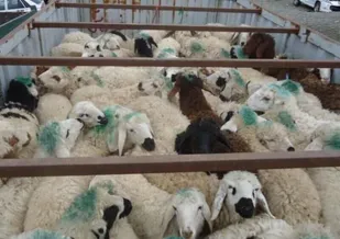 ضبط ۱۰۶ راس گوسفند و جریمه ۵۶ میلیارد ریالی متخلف در تاکستان