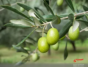اولین آزمایشگاه ارزیابی حسی روغن زیتون در قزوین افتتاح شد&nbsp;

&nbsp;