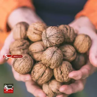 پویش نذر گردو در طالقان اجرا شد