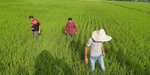 اتاق اصناف کشاورزی تشکیل می&zwnj;شود
