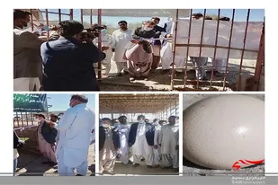 افتتاح طرح پرورش شترمرغ در بخش پیشین شهرستان راسک