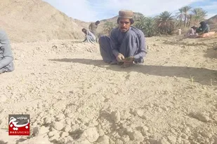 کمک به کشاورزان برای کاشت پیاز توسط گروه جهادی شهید بلوچ&zwnj;زهی در روستای راهیناگ به مناسبت دهه مبارک فجر