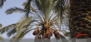 سالانه ۱۲۰ هزار تن خرما در دشتستان تولید می&zwnj;شود