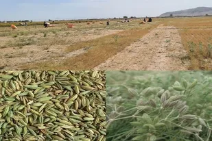 برداشت زیره سبز ۱۰۰ هکتار از مزارع شهرستان تفتان