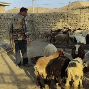 قربانی کردن بیش از ۲۵۰ راس گوسفند توسط عشایر گلستان در روز عید قربان