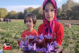 آغاز برداشت زعفران مرغوب و درجه یک از ۳۰ هکتار از مزارع نهاوند