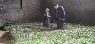 توزیع ۱۳۵ جعبه تخم نوغان حمایتی در آذربایجان شرقی