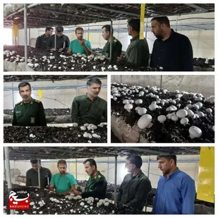 کارگاه پرورش قارچ در سماله گتوند