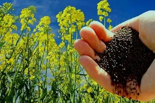 خرید تضمینی از 278 تن دانه&zwnj;های روغنی کلزا در زنجان
