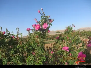 گل محمدی انتخابی مناسب برای اصلاح الگوی کشت