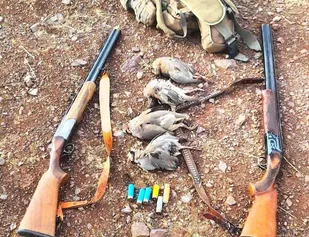 شکارچیان متخلف در کنگاور شناسایی شدند