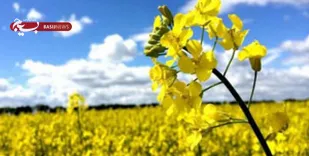 واردات ۸۶ درصدی دانه&zwnj;های روغنی/ قیمت خرید تضمینی افزایش یابد