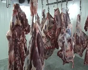 تجهیز کشتارگاه شاهرود به دستگاه پیش سرد کن