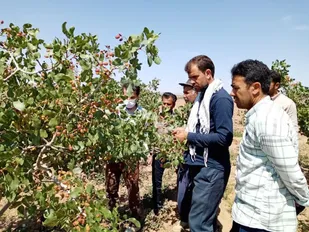 برگزاری کلاس آموزشی رسته پسته در باغات روستای احمدآباد بیارجمند
