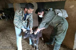 برگزاری اردوی جهادی دامپزشکی در روستاهای نهاوند به مناسبت هفته بسیج