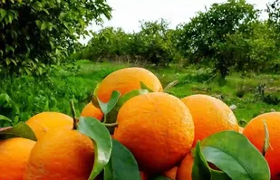 طرح&zwnj;های توسعه صنایع تبدیلی مرکبات دزفول حمایت می&zwnj;شوند