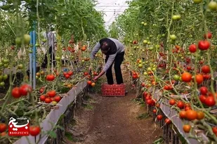 سپاه امام رضا(ع) در روستاهای خراسان رضوی اشتغال ایجاد می&zwnj;کند