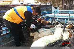 ۶۰ هزار راس دام سبک در دلفان واکسینه شد