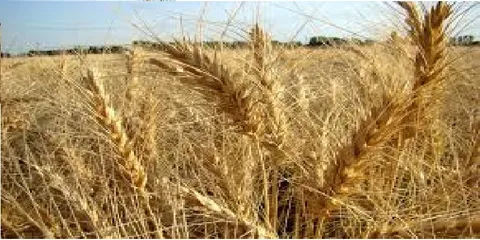 هزینه تولید یک کیلو گندم در دهلران 2هزار تومان است/ نرخ 1300 تومان ضرر مطلق است