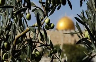 ۳۱۳ نهال زیتون در روز قدس در سبزوار کاشته شد