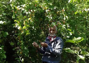 برداشت 288 تن زغال اخته از باغات شهرستان خداآفرین