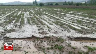 خسارت ۸۰۸ میلیارد تومانی به بخش کشاورزی کاشمر