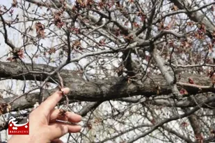 خسارت سرمازدگی به ۵ هزار و ۱۵۸ هکتار از باغات استان قزوین