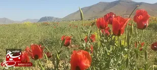 جلوه&zwnj;ای متفاوت طبیعت شهر وردنجان در فصل بهار