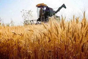 ۹۵ درصد مطالبات کشاورزان گندم کار ایلام پرداخت شد