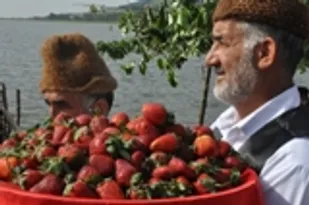 پنجمین جنشواره توت فرنگی برگزار شد