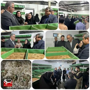 بازدید استاندار سیستان و بلوچستان از طرح اشتغالزایی پرورش میل&zwnj;ورم در شهرستان هامون&nbsp;