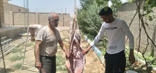 قربانی گوسفند در روز عید قربان و توزیع گوشت نذری بین نیازمندان
