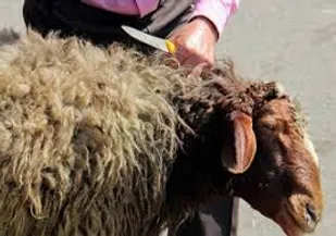 ذبح دام در معابر سطح شهر و روستا ممنوع است