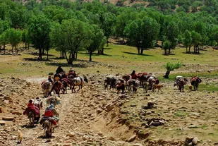 از چراگاه تا بازار؛ نقش حیاتی راه&zwnj;های عشایری در رونق تولید