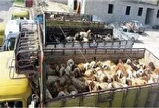 کشف ۵۴۶ رأس دام قاچاق در محور مواصلاتی قم به اراک