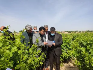 بررسی مشکل تامین برق پمپاژ ثانویه باغ ۲۰ هزار مترمربعی انگور در پیشوا