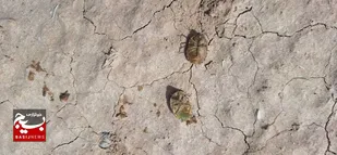 آغاز ریزش سن غلات در مزارع شهرستان شاهرود/مبارزه زودتر با این آفت